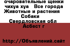 очаровательные щенки чихуа-хуа - Все города Животные и растения » Собаки   . Свердловская обл.,Асбест г.